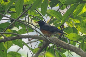 Black-breasted-Thrush.