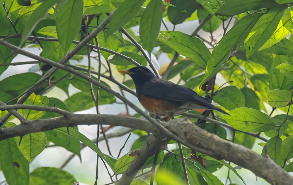 Black-breasted-Thrush.