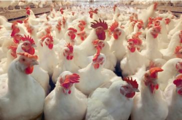 Hen-1-e1739351773520