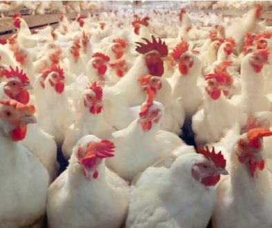 Hen-1-e1739351773520