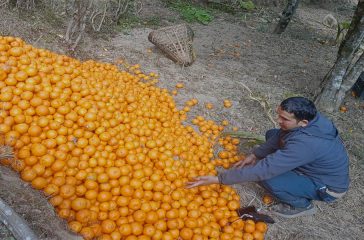 Orange Bhojapur