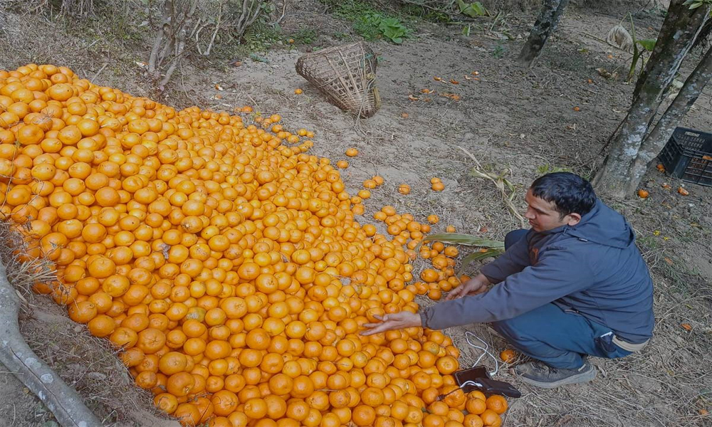 Orange Bhojapur