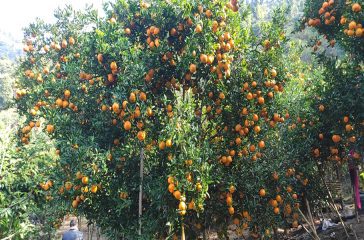 Suntala
