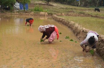 Dhan Ropadai Bankariya