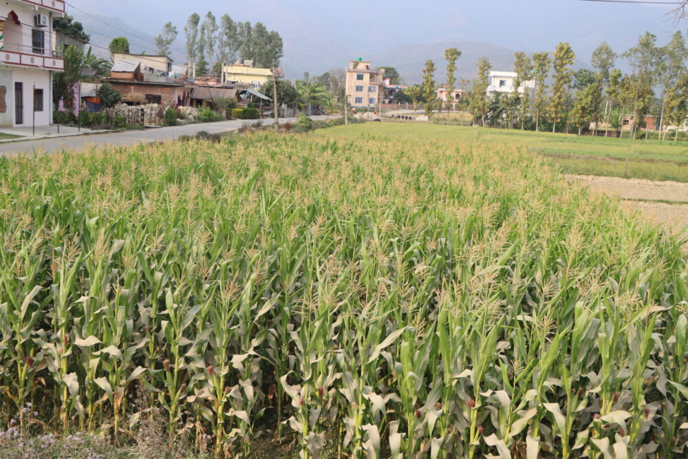 IMG_5922-scaled-e1742278137238