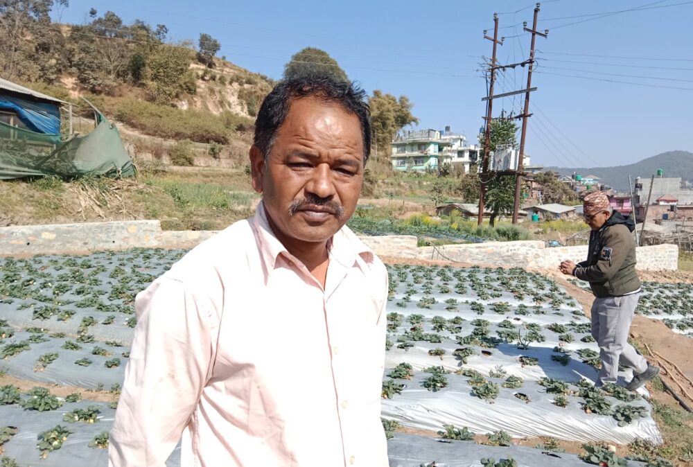 Strawbrrey_Mukti-_Kavre