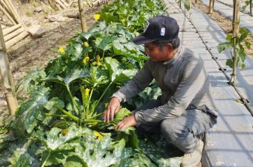 Tarkari-kheti-photo--scaled-e1742377274492