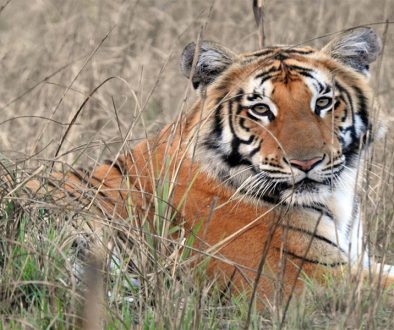 Tigar