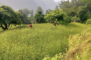 koto-pic-e1742196194237