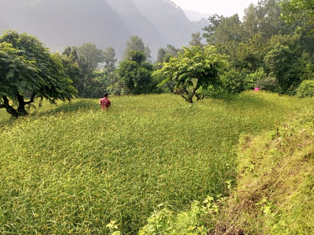 koto-pic-e1742196194237