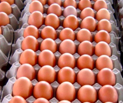 egg