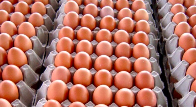 egg egg