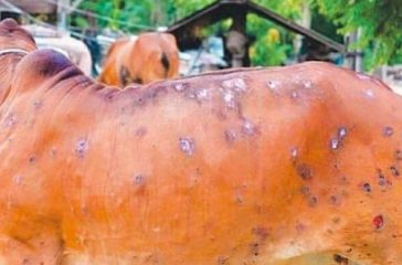 01f2ea2f-cd29-41ef-9a93-7cb8db5245ba