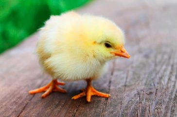 0cbd529f-ae4c-4432-801e-e75f95ffccd1