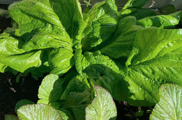 saag photo
