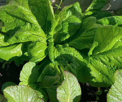 saag photo