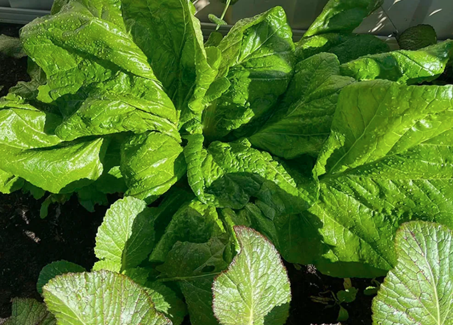 saag photo saag photo