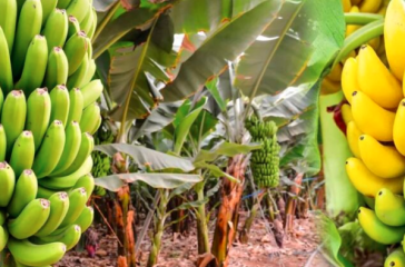Banana, Kera