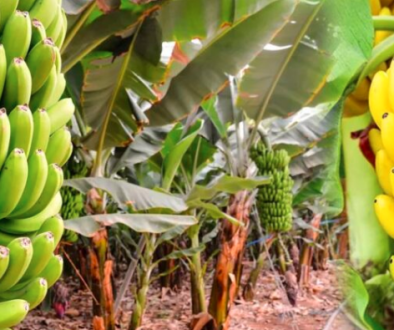Banana, Kera