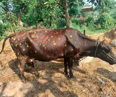 cow