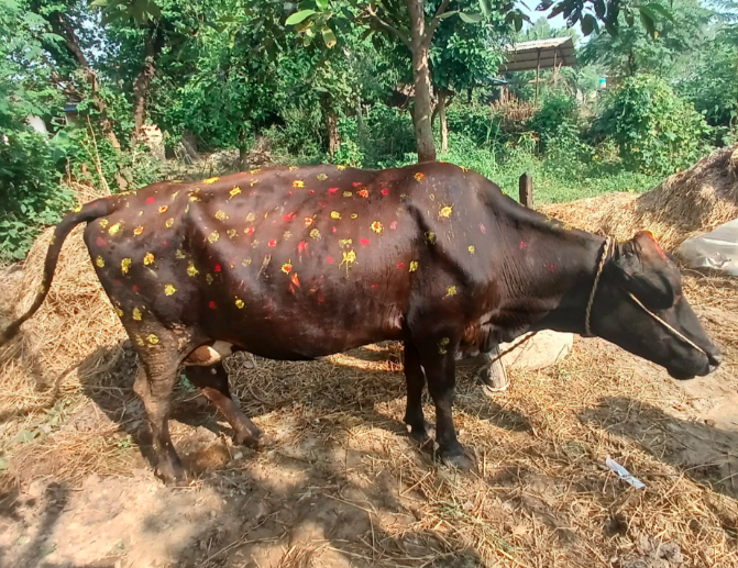 cow cow