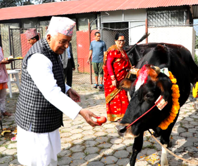 gaai pooja photo