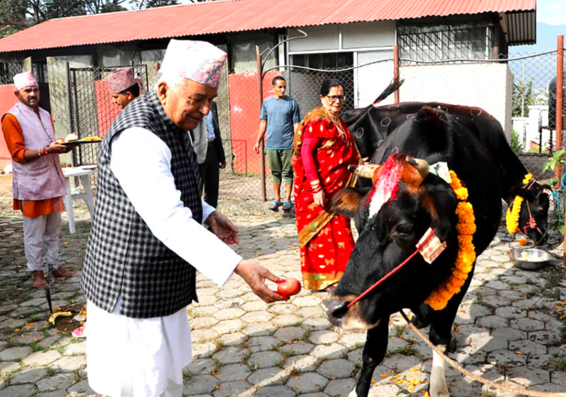 gaai pooja photo gaai pooja photo