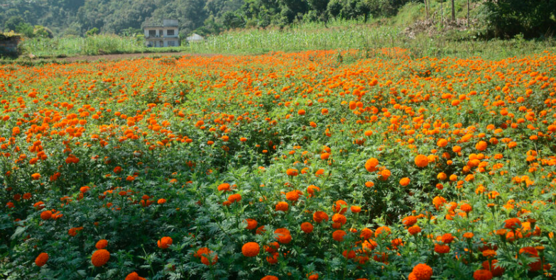 sayapatri flower sayapatri flower
