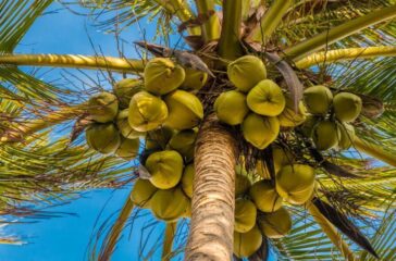 coconut-naribal-nucifera-l-1536x890