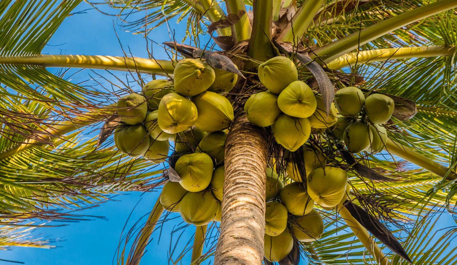 coconut-naribal-nucifera-l-1536x890