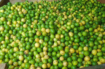 lemon_kagati_mAVCxGfste