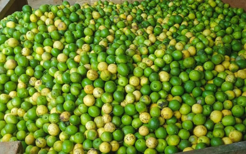 lemon_kagati_mAVCxGfste