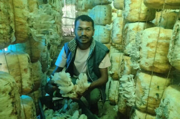 mushroom-chewou-hightech-musroom-farming-tunnel-111