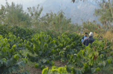 coffee-kavre-768x478