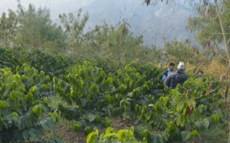 coffee-kavre-768x478