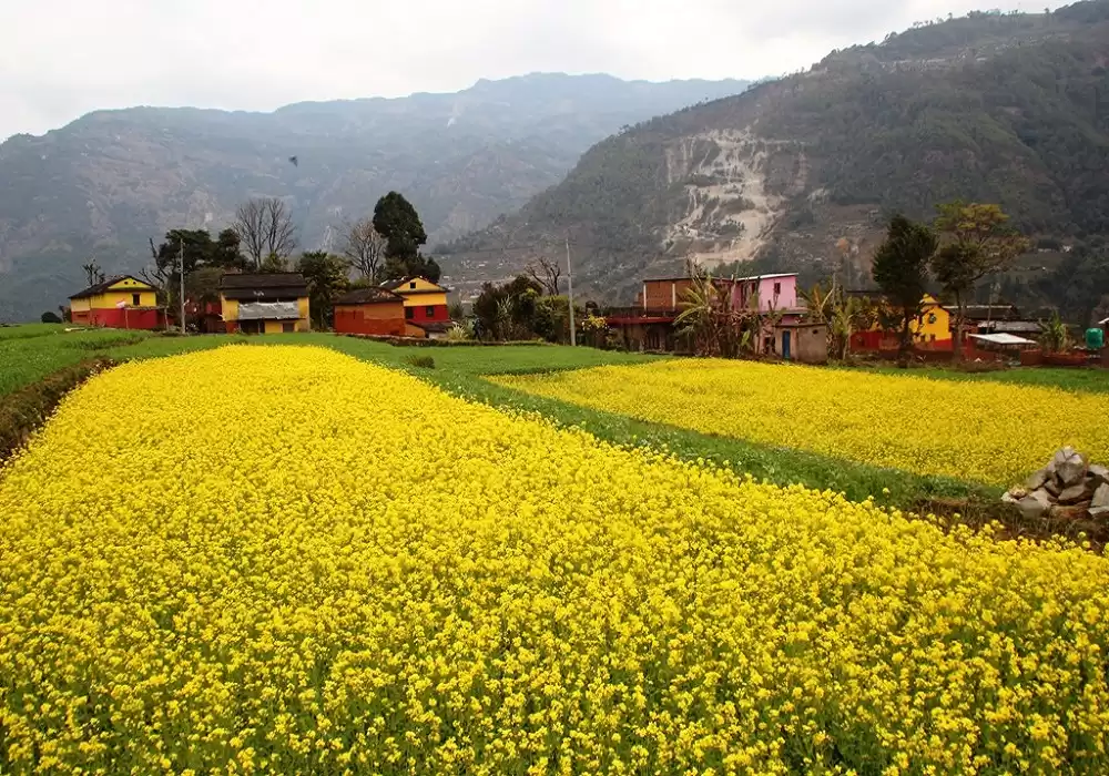 ratnechaur-toribari-12023-12-22-05-03-54_1000x700_50