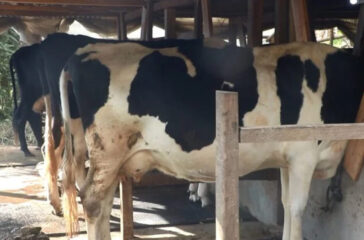Cow