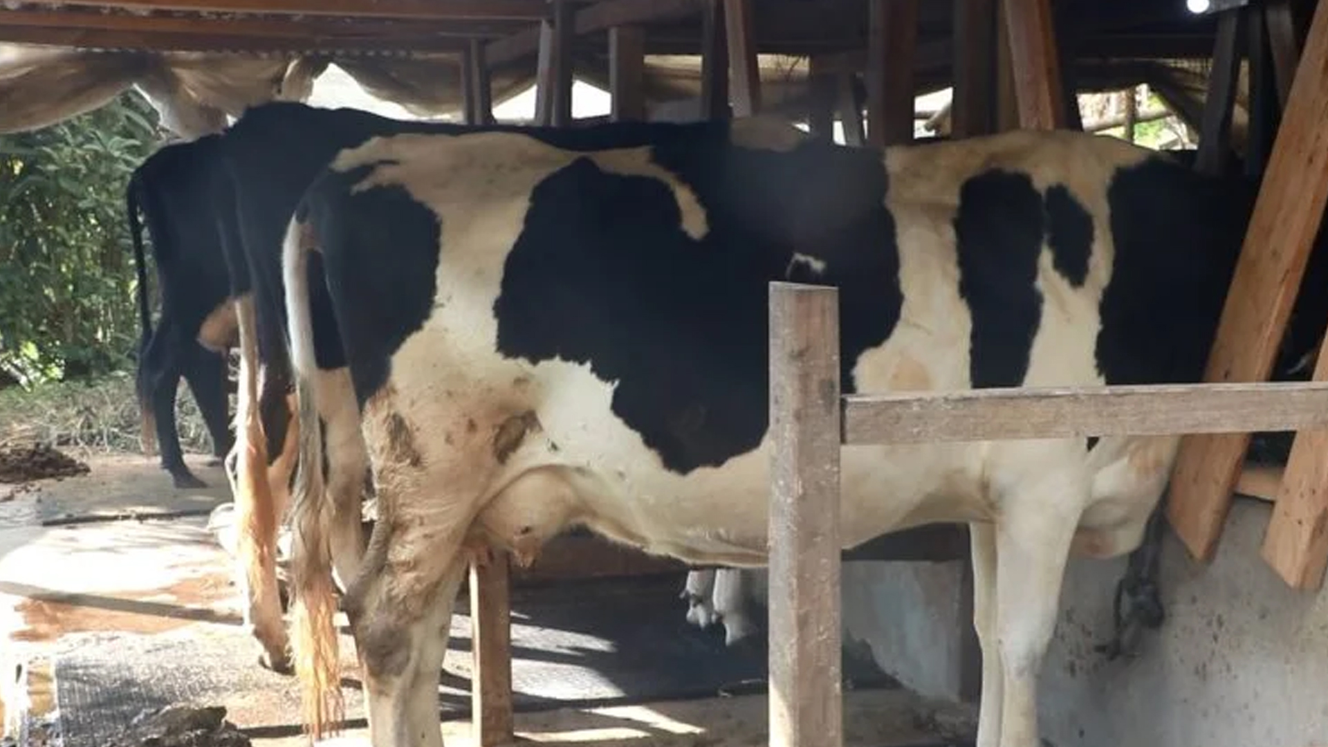 Cow