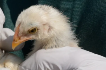 bird flu