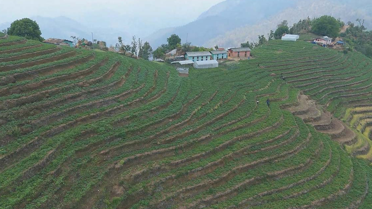 Aalu Keti