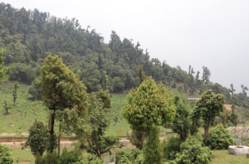 Jadibuti