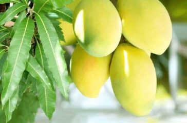 Mango