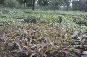 Chaya