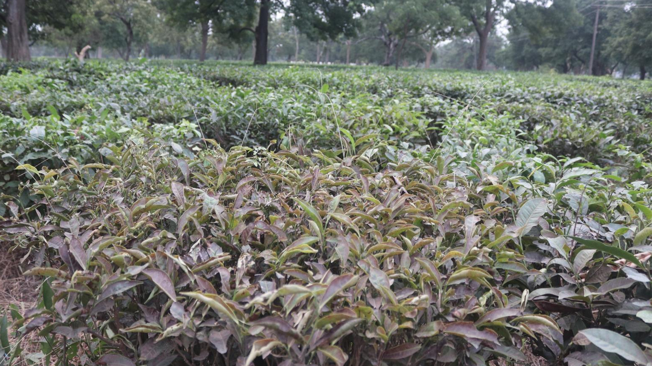 Chaya