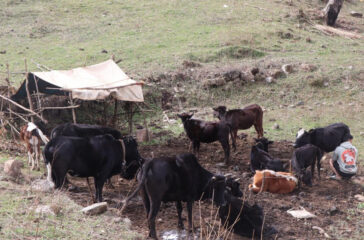 Cow