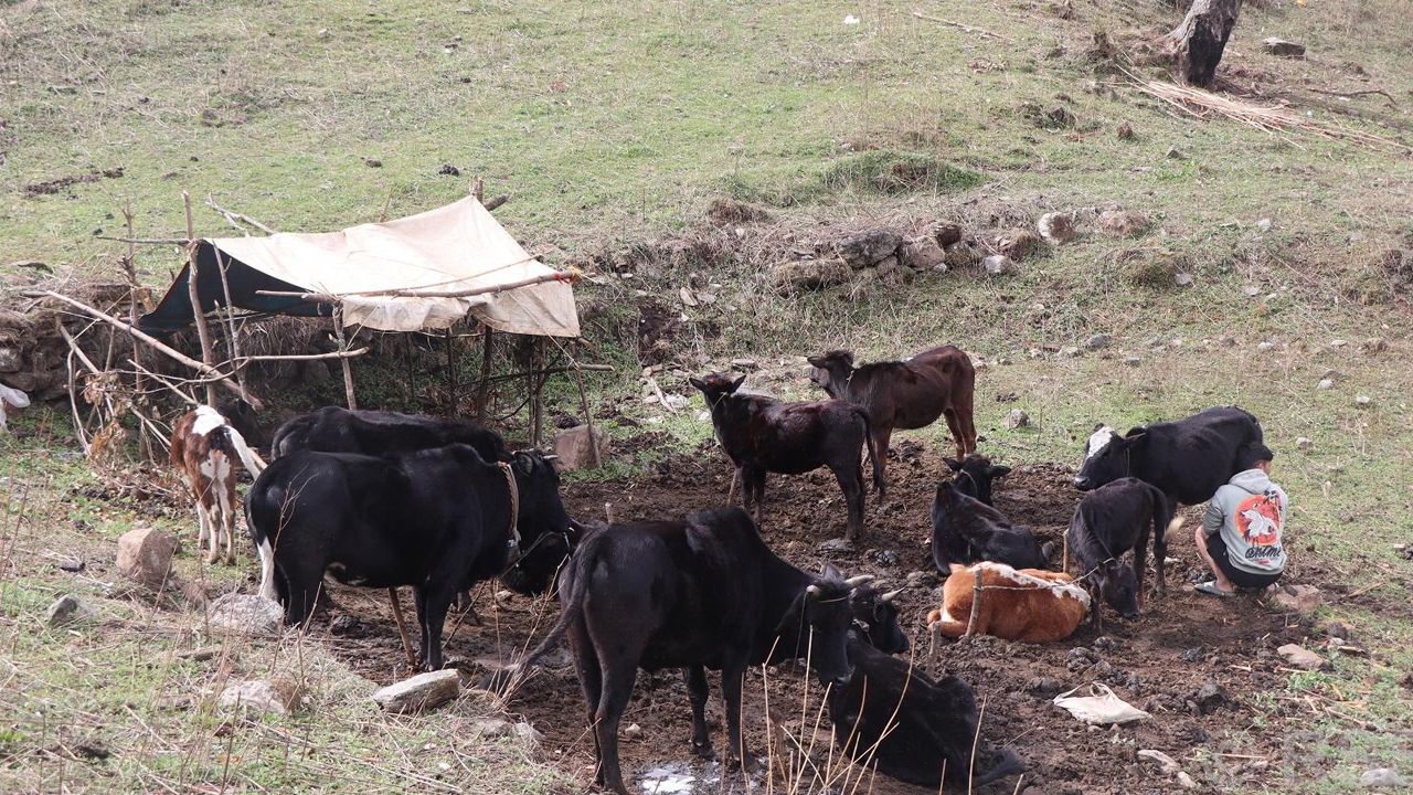 Cow
