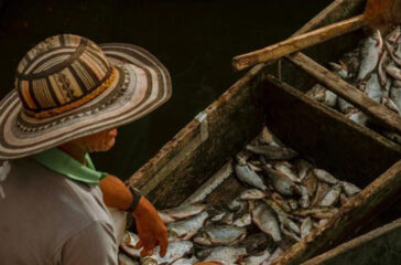 Fish