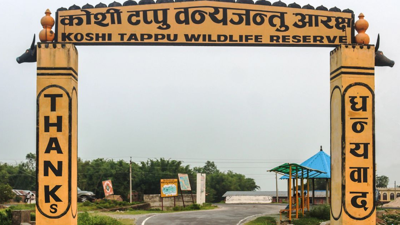 Koshi Tappu