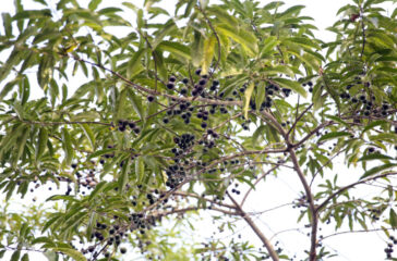 Rudachha
