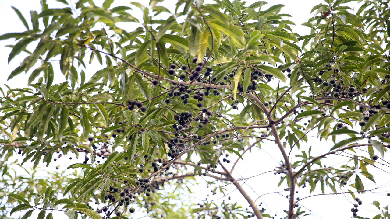 Rudachha